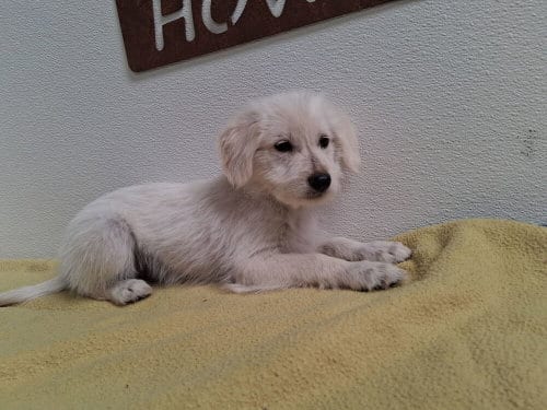 Photo of Canyon, adoptable Terrier in Mountainair, New Mexico
