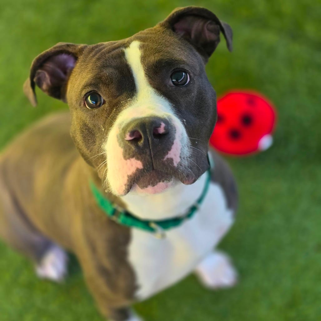 Photo of Mi Amor, adoptable Terrier, Pit Bull in Greensboro, North Carolina