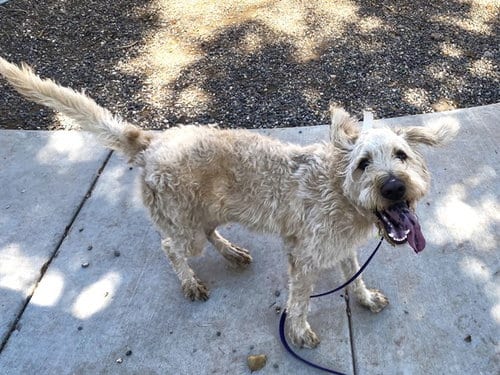 Photo of Yoga, adoptable Poodle (Standard) in Phoenix, Arizona