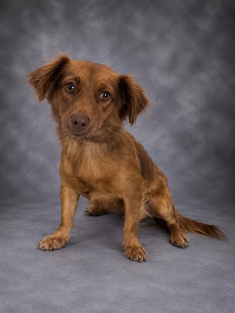 Photo of Joseph, adoptable Tibetan Spaniel in Winter Haven, Florida