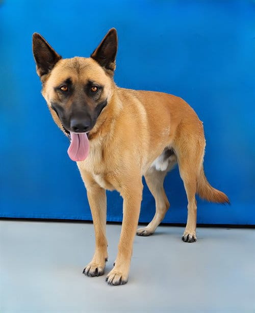 Photo of Lucky, adoptable German Shepherd Dog in Baldwin Park, California