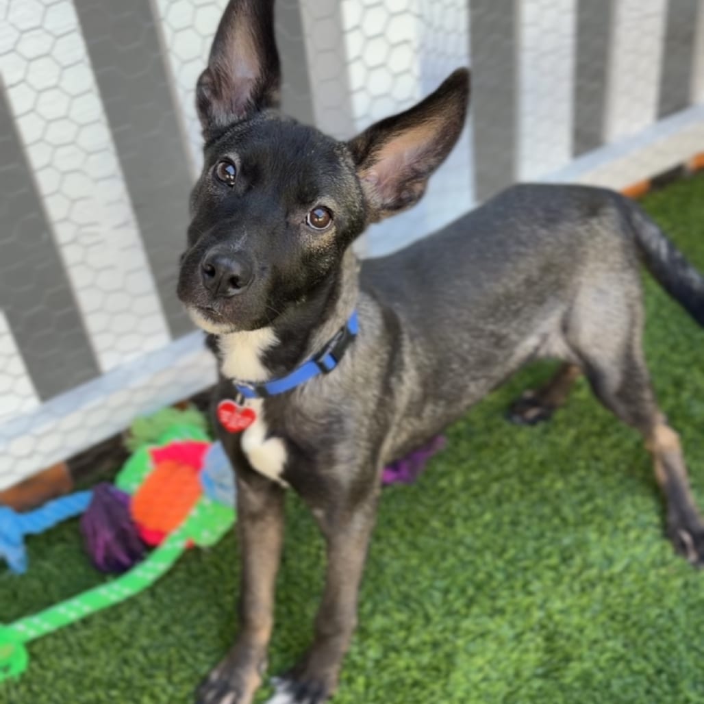 Photo of Smolder A5798463, adoptable Shepherd, Belgian Malinois in Hayden, Idaho