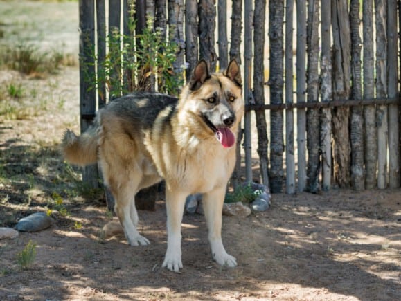 Photo of Kenzo, adoptable Mixed Breed in Santa Fe, New Mexico