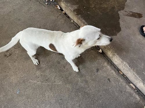 Photo of Drako, adoptable Jack Russell Terrier (Parson Russell Terrier) in Grand Prairie, Texas