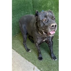 Photo of Regina George, adoptable Cane Corso in Lancaster, California