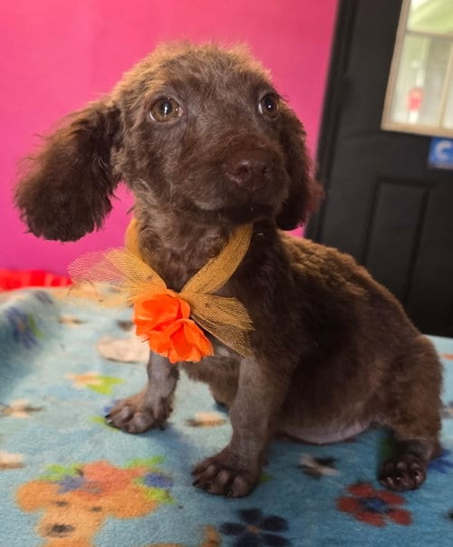 Photo of Java Bean, adoptable Labrador Retriever in Valrico, Florida