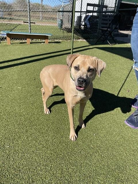 Photo of Bell, adoptable Staffordshire Bull Terrier in Pasadena, Texas