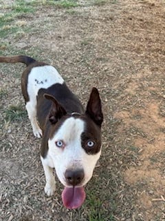 Photo of Storm, adoptable Unknown breed in Sparta, Tennessee