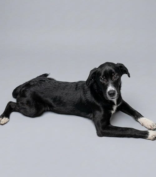 Photo of Marlee, adoptable Australian Shepherd in Holly Springs, North Carolina