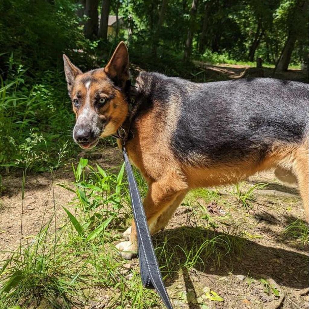 Photo of Sai, adoptable Shepherd in Waynesboro, Pennsylvania