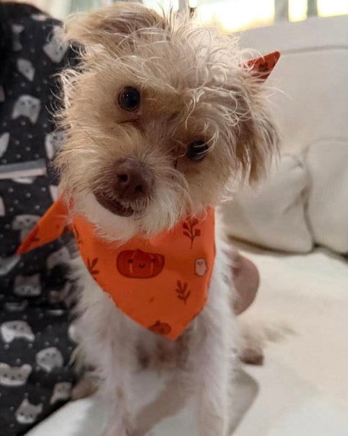 Photo of Teddy, adoptable Terrier in Corona, California