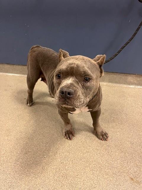 Photo of Penelope, adoptable American Bulldog in Miami, Florida