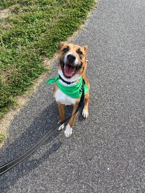 Photo of Odin, adoptable Retriever in Holbrook, New York