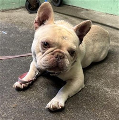 Photo of A743295, adoptable French Bulldog in Sacramento, California