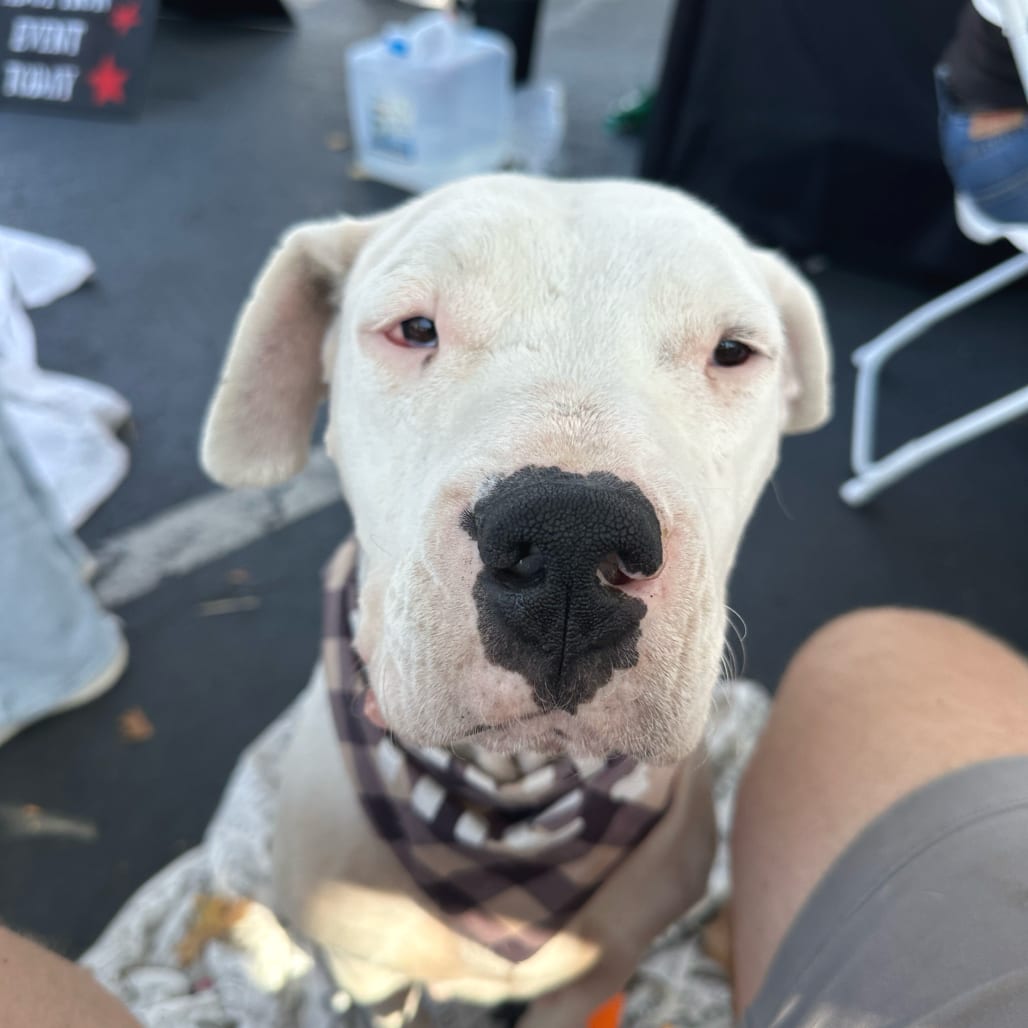 Photo of Crystal, adoptable Dogo Argentino / Mix in San Francisco, California