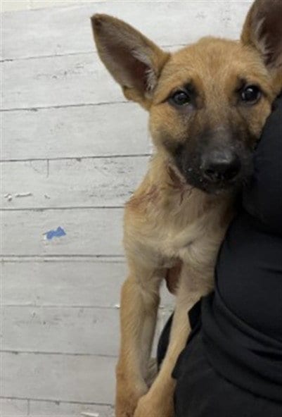 Photo of Rover, adoptable German Shepherd Dog in San Bernardino, California