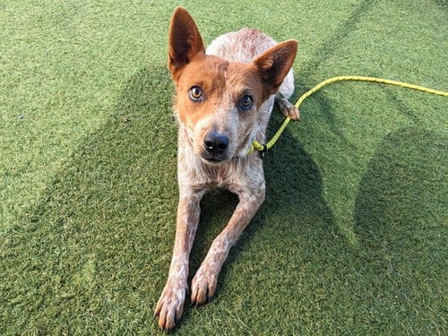 Photo of Sweet Chili, adoptable Australian Cattle Dog/Blue Heeler in Phoenix, Arizona