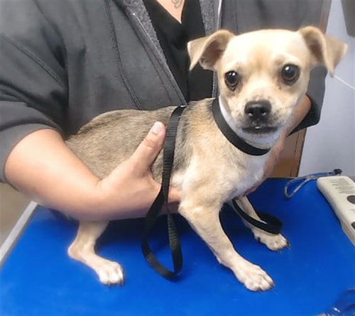 Photo of Betty, adoptable Chihuahua in Phoenix, Arizona