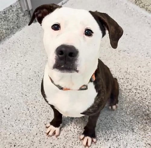Photo of Otis, adoptable Pit Bull Terrier in Houston, Texas