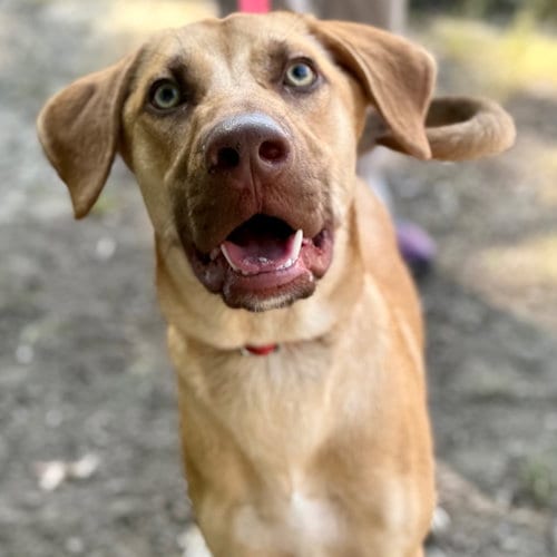 Photo of Beaux, adoptable German Shepherd Dog in Canton, Connecticut