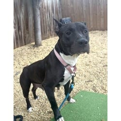 Photo of Rosemary, adoptable American Pit Bull Terrier in Washington, District of Columbia