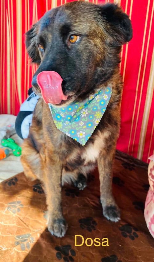 Photo of Dosa, adoptable Shepherd in Fallbrook, California