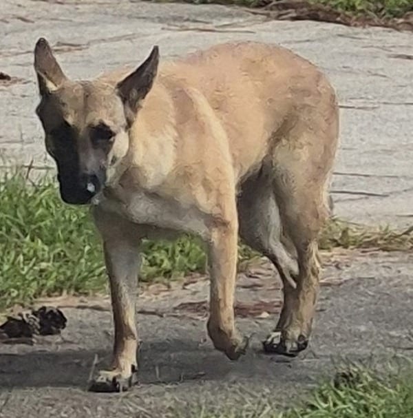 Photo of Vc-16d Forrest, adoptable Belgian Malinois cross in Lawrenceville, Georgia