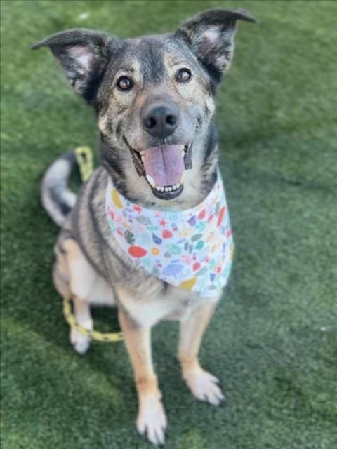 Photo of Maverick, adoptable German Shepherd Dog in Los Angeles, California