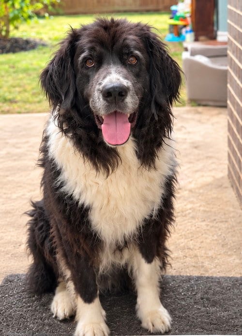 Photo of Sheba, adoptable Newfoundland Dog in Dallas, Texas