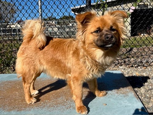 Photo of Oreo, adoptable Pekingese in Santa Cruz, California