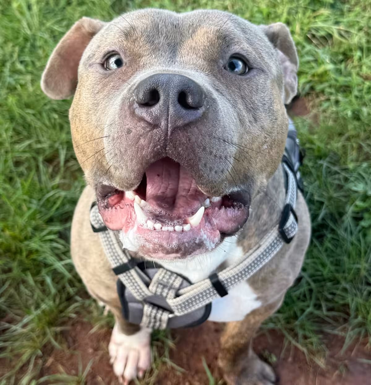 Photo of Elphaba, adoptable American Pit Bull Terrier in York, Pennsylvania