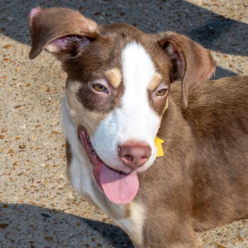 Photo of Alder, adoptable Treeing Walker Coonhound in St Louis, Missouri