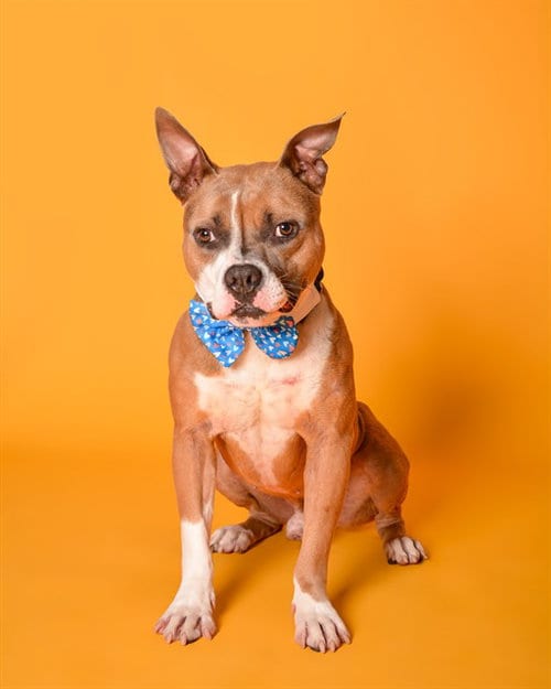 Photo of Franz Ferdinand, adoptable American Staffordshire Terrier in Fort Lauderdale, Florida