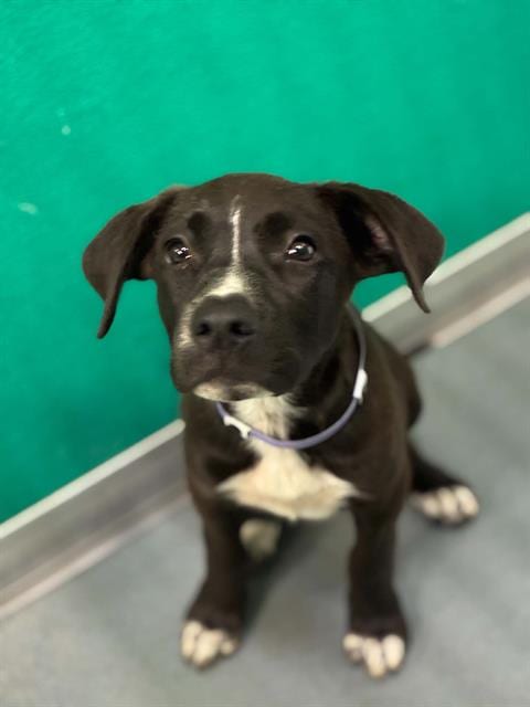 Photo of Babe Ruth, adoptable Pit Bull Terrier in Visalia, California