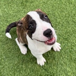 Photo of Lumpy 1921, adoptable Terrier (Unknown Type, Medium) in Loxahatchee, Florida