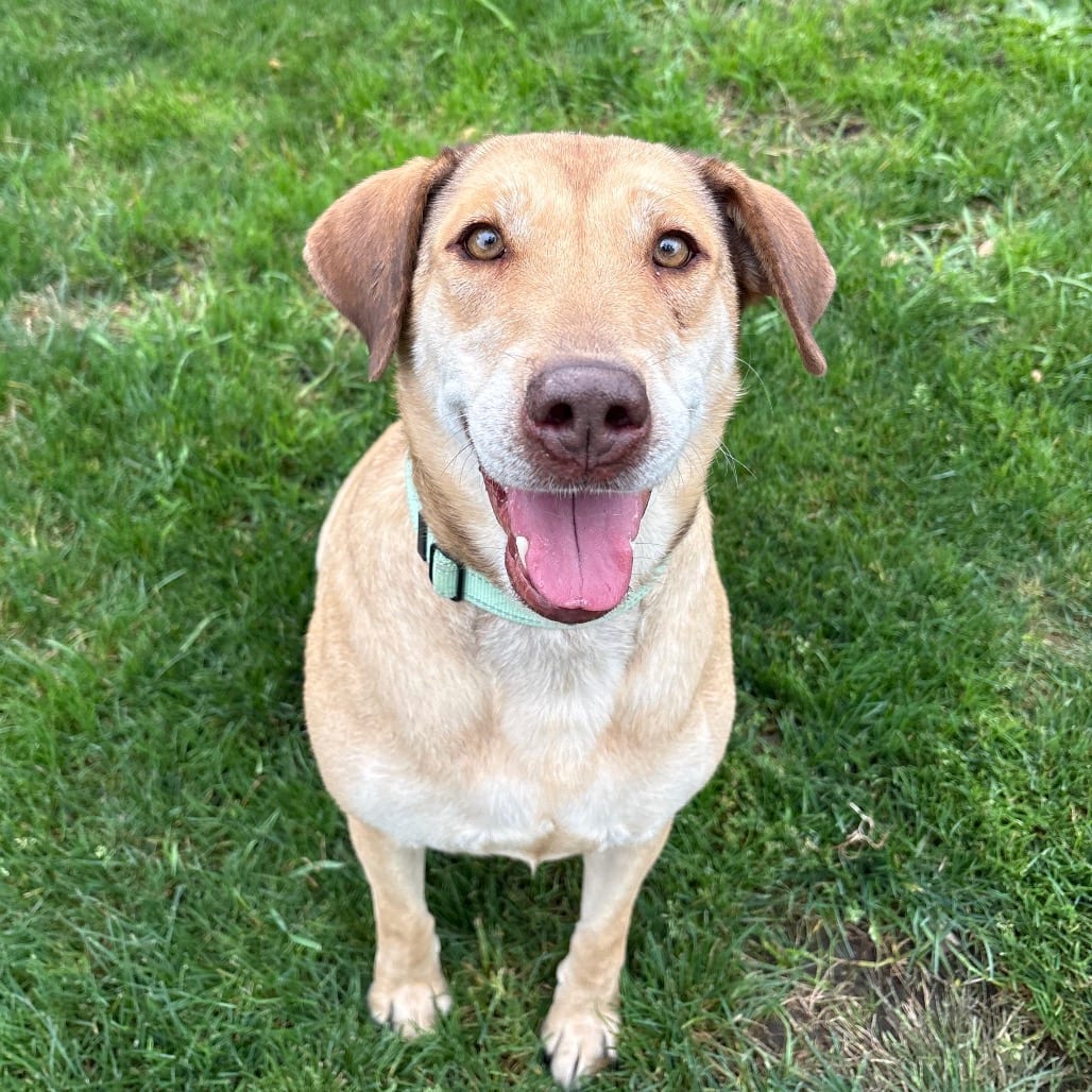 Photo of Dina, adoptable Mixed Breed (Large) in Medford, Oregon