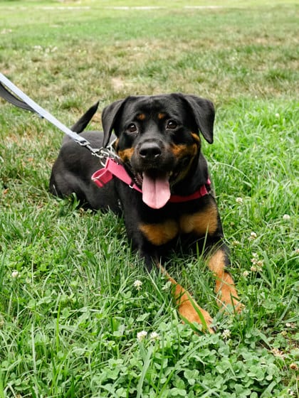 Photo of Sansa, adoptable Rottweiler in Annapolis, Maryland