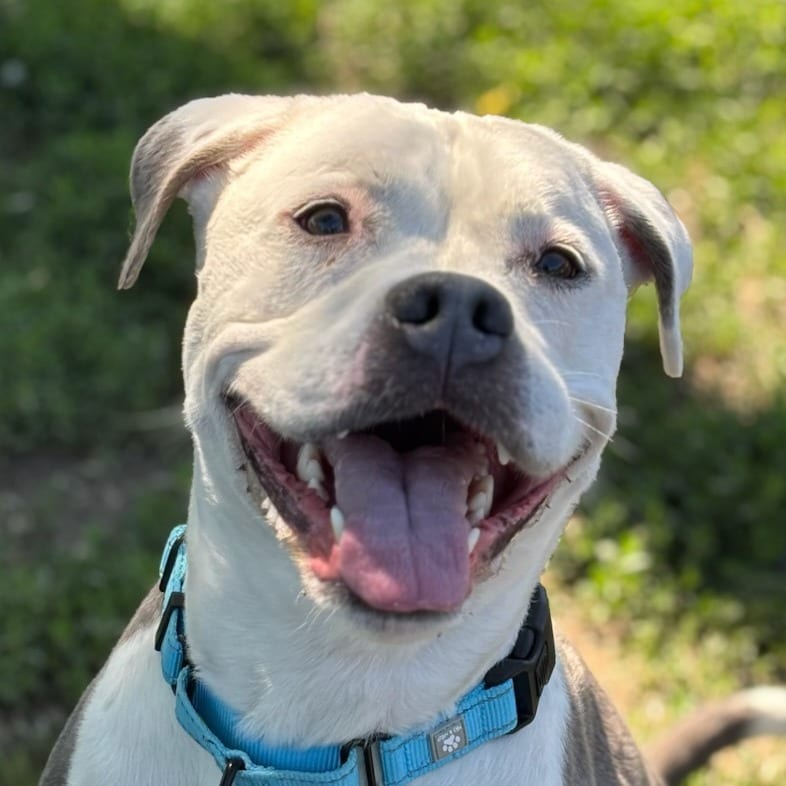 Photo of Finley, adoptable Mixed Breed (Medium) in Medford, Oregon