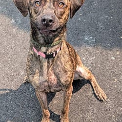 Photo of Bree, adoptable Hound (Unknown Type) Mixed Breed (Medium) in Lyons, New York
