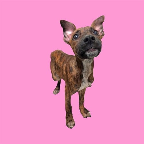 Photo of Melody, adoptable Pit Bull Terrier in Bakersfield, California