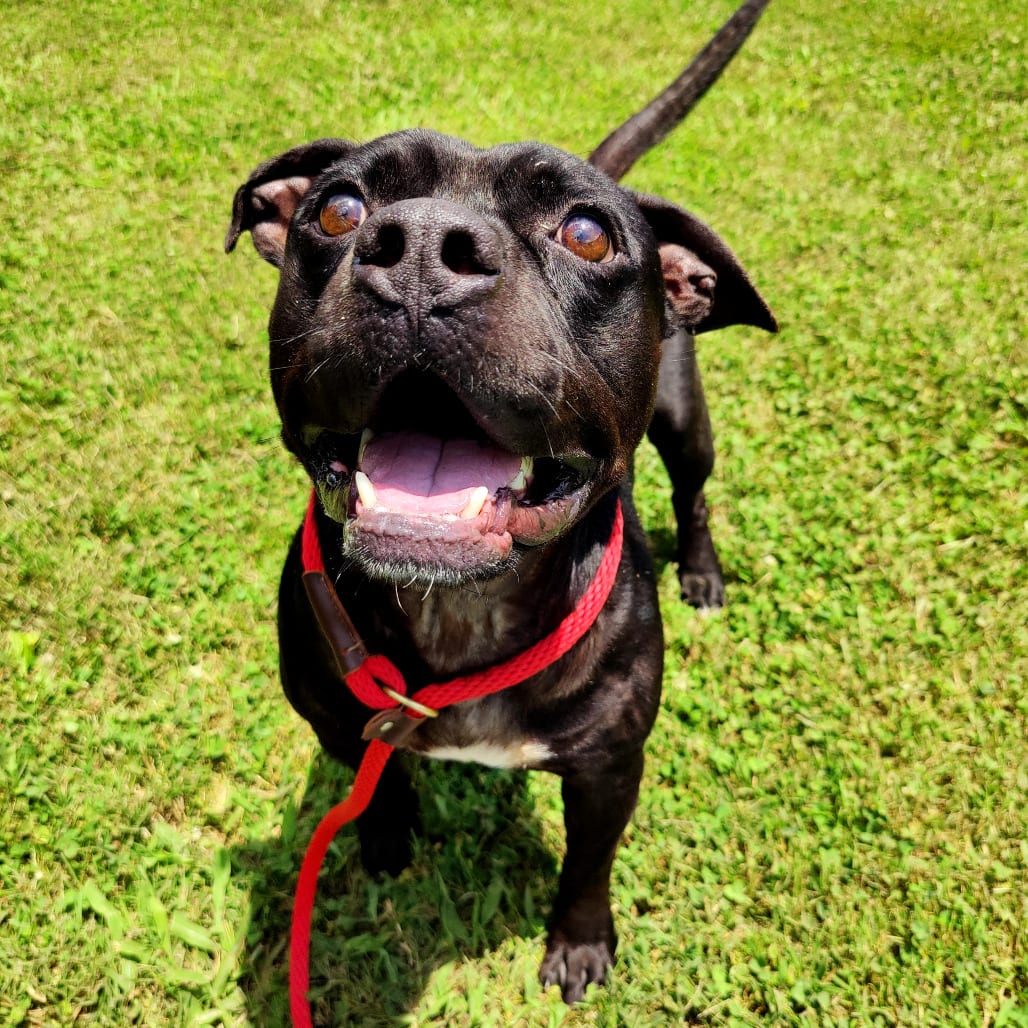 Photo of Dave, adoptable Mixed Breed (Medium) in Chattanooga, Tennessee