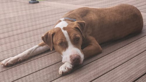 Photo of Peanut "Butters", adoptable Pit Bull Terrier in Evergreen, Colorado