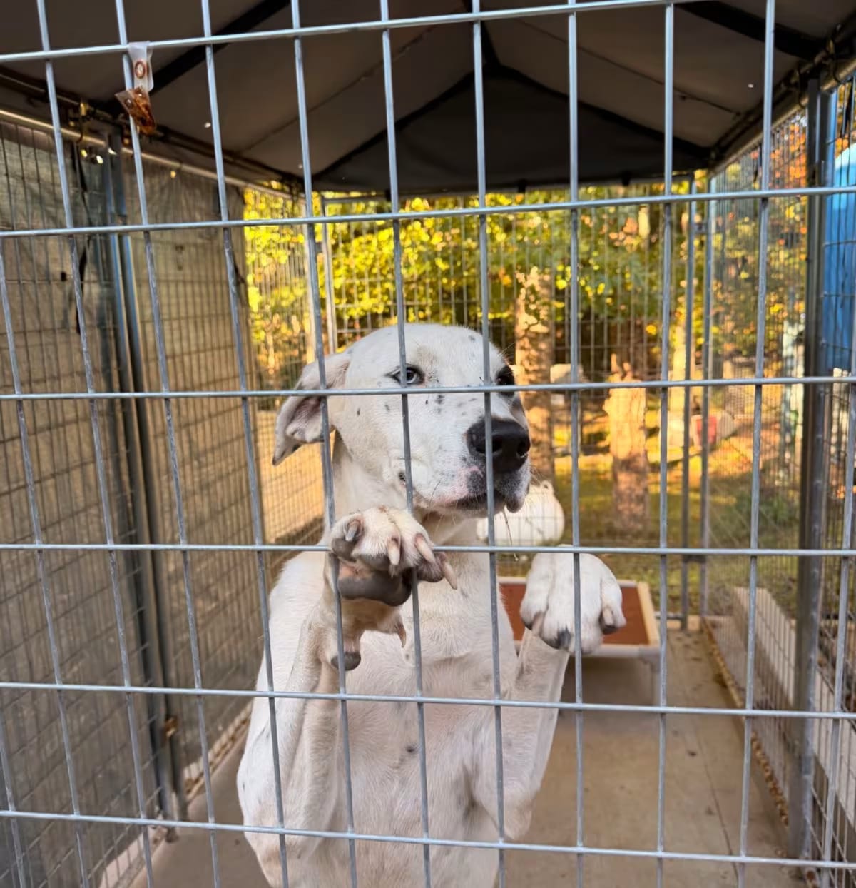 Photo of Oakley, adoptable Mixed Breed (Large) in Columbus, North Carolina
