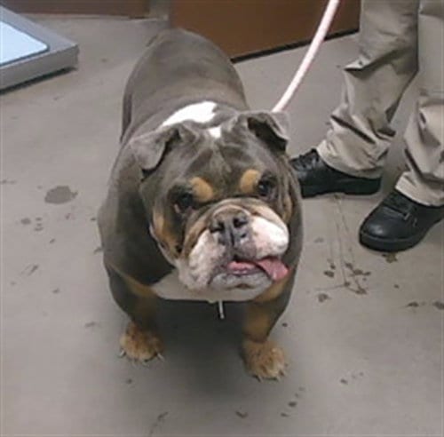 Photo of Krombopulos, adoptable English Bulldog in Phoenix, Arizona