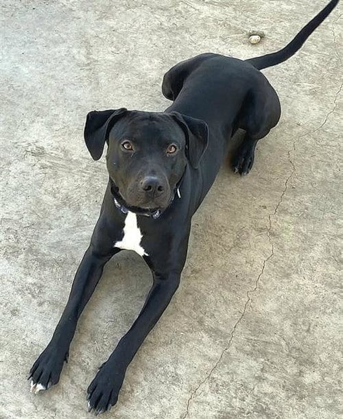 Photo of Hercules, adoptable Labrador Retriever in Sacramento, California