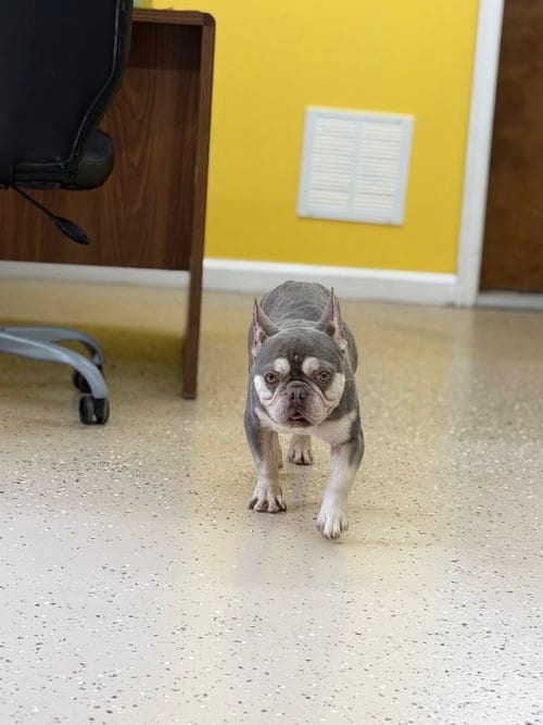 Photo of Retro, adoptable French Bulldog in York, South Carolina
