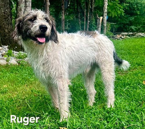 Photo of Ruger, adoptable Poodle (Standard) in Sussex, New Jersey