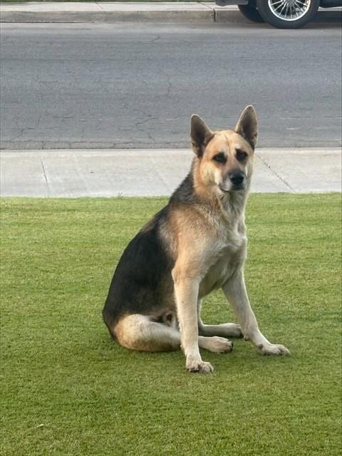 Photo of A171762, adoptable German Shepherd Dog in Bakersfield, California