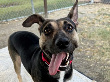 Photo of Blondie, adoptable dog in Georgetown, Texas