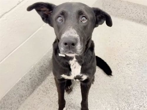 Photo of Maddie, adoptable Labrador Retriever in Houston, Texas